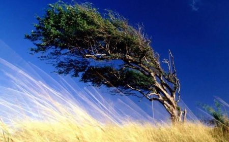 Unutulmuş Fısıltılar