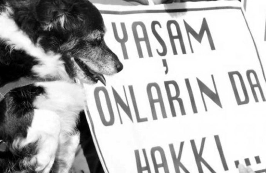 Hayvan Cinayetleri: Sessiz Çığlıklar