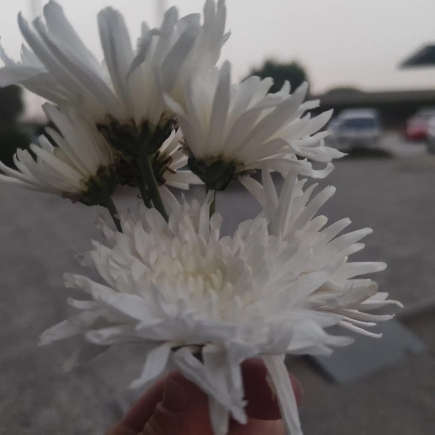 Her Gecenin Bir Sabahı…