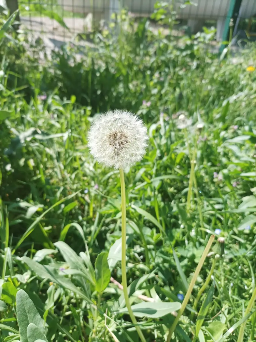 AŞKIMI ÜSTÜNE YÜK ETMEYECEĞİM