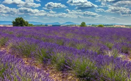 KALBİMİZDEN DİLİMİZE DÖKÜLEN İNCİLER