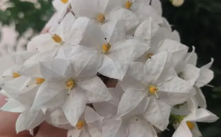 BEN SENİ ÇOK SEVDİM