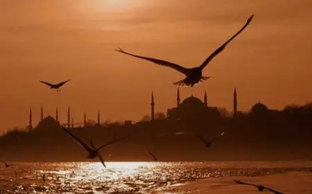 Martılar