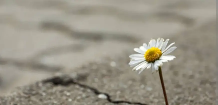 Sen Gittin Ben Bittim