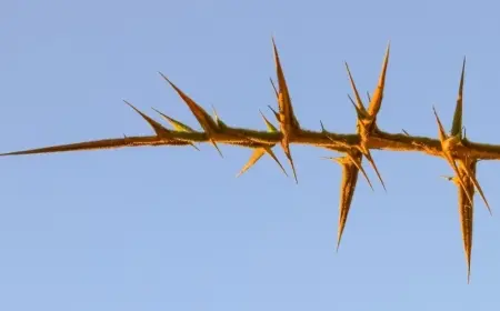 DİKENDEN GÜL ÇIKMAZ