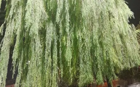 Sarkan Zaman