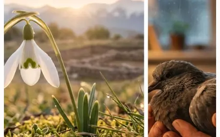 GÖKYÜZÜ ŞAHİTLİĞİ