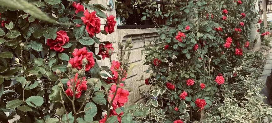 Bağrımda Bir Gül Yeşeriyor, Sanırım Buna Hazır Değilim