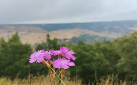HASRET YÜKLÜ GÜZEL