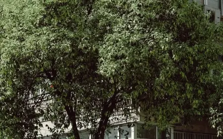 Pelit Ağacının Gölgesinde