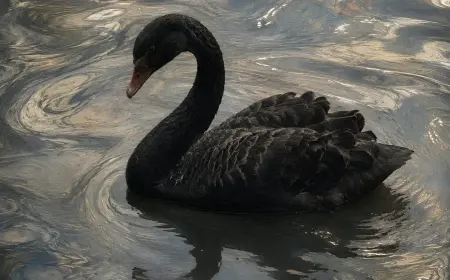 Siyah Kuğu Teorisi