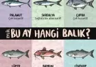 Denizin Bereketli Zamanı: Eylül Ayı Balıkları