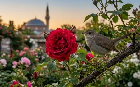 KAVUŞMA VAKTİ